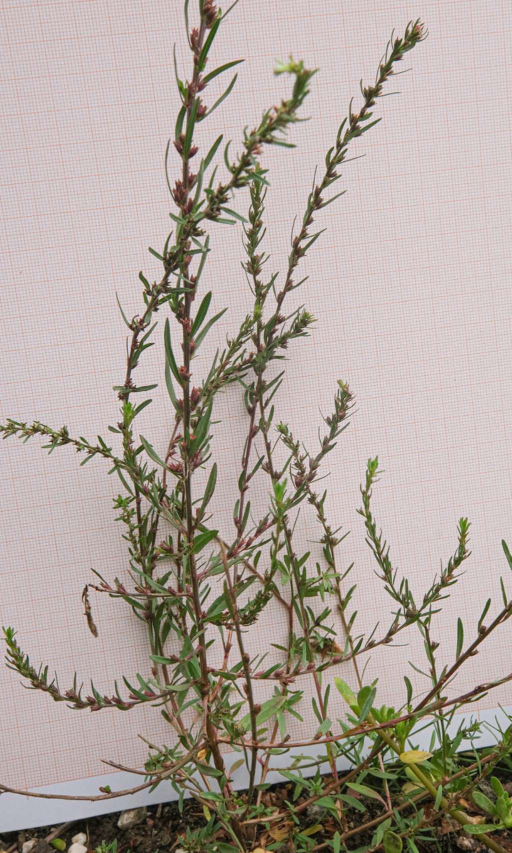 Lythrum thesioides: nuovit� per l''Italia.